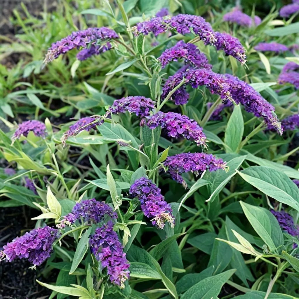 Buddleja davidii 'Purple Haze'