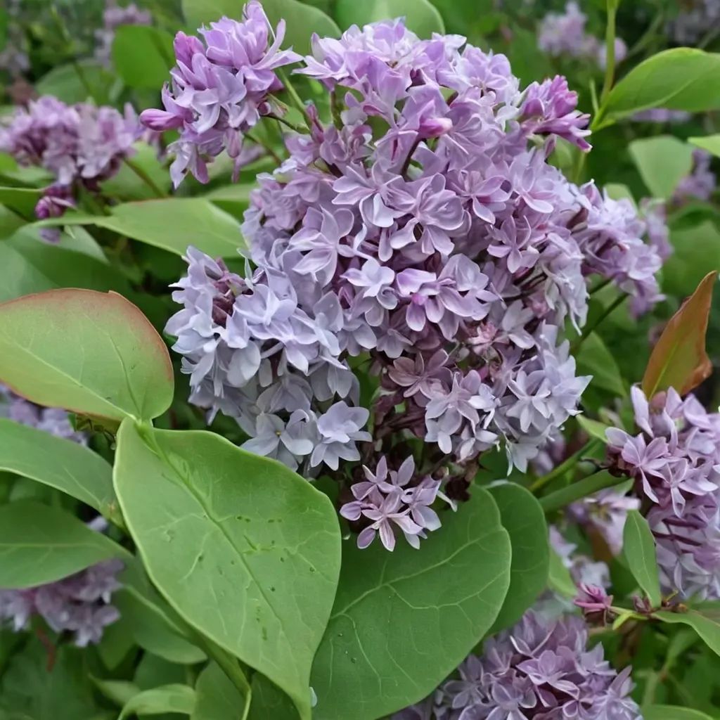 Syringa x hyacinthiflora 'Sensation'