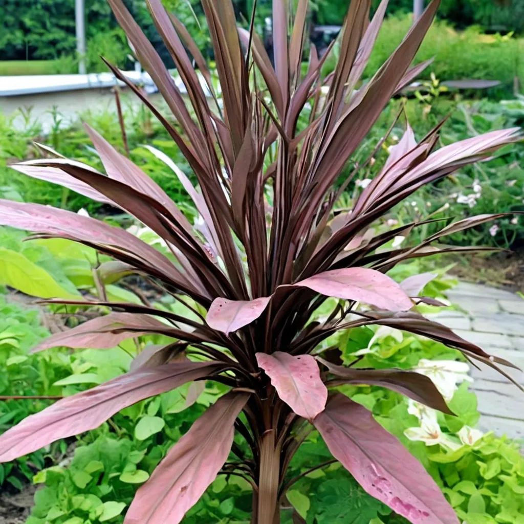 Cordyline australis 'Purple Tower'