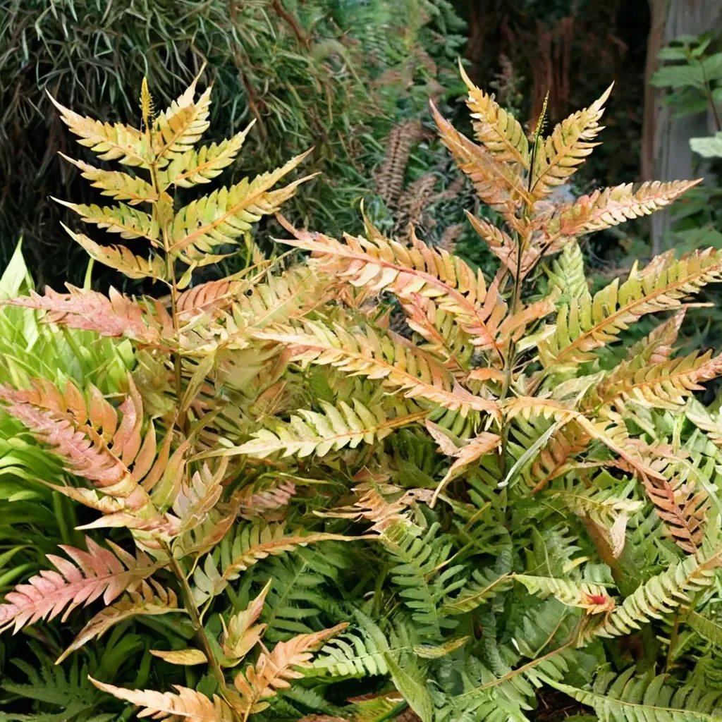 Dryopteris erythrosora 'Hardy Fern Collection'