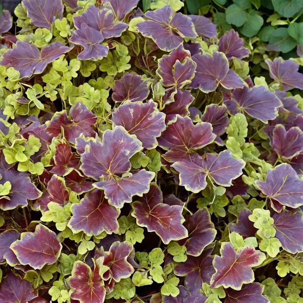 Heucherella tigridia 'Solar Eclipse'