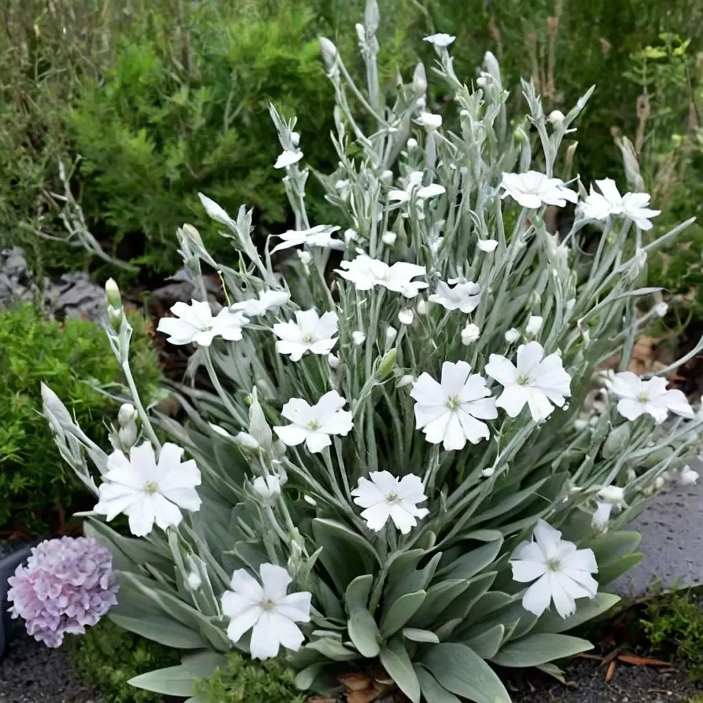 Lychnis coronaria 'Alba'