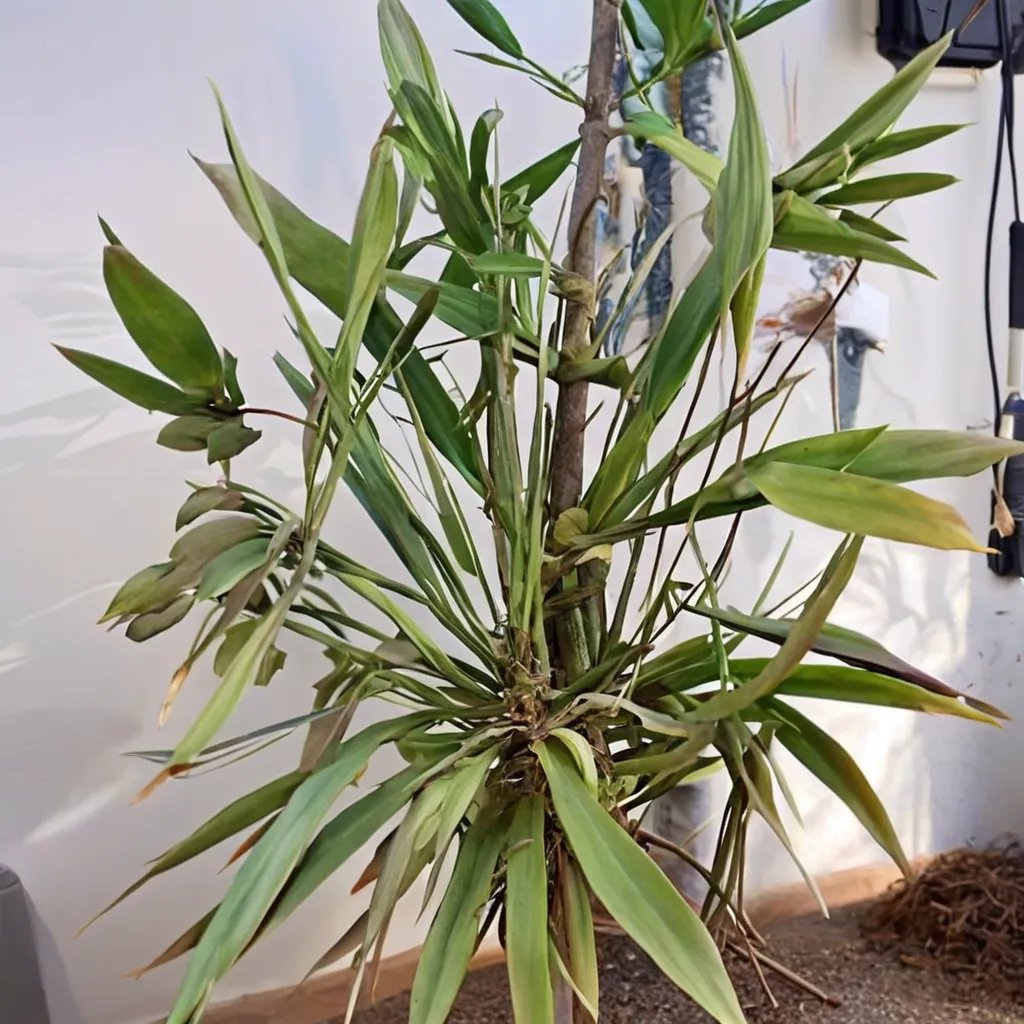 Yucca aloifolia 'Sunrise'