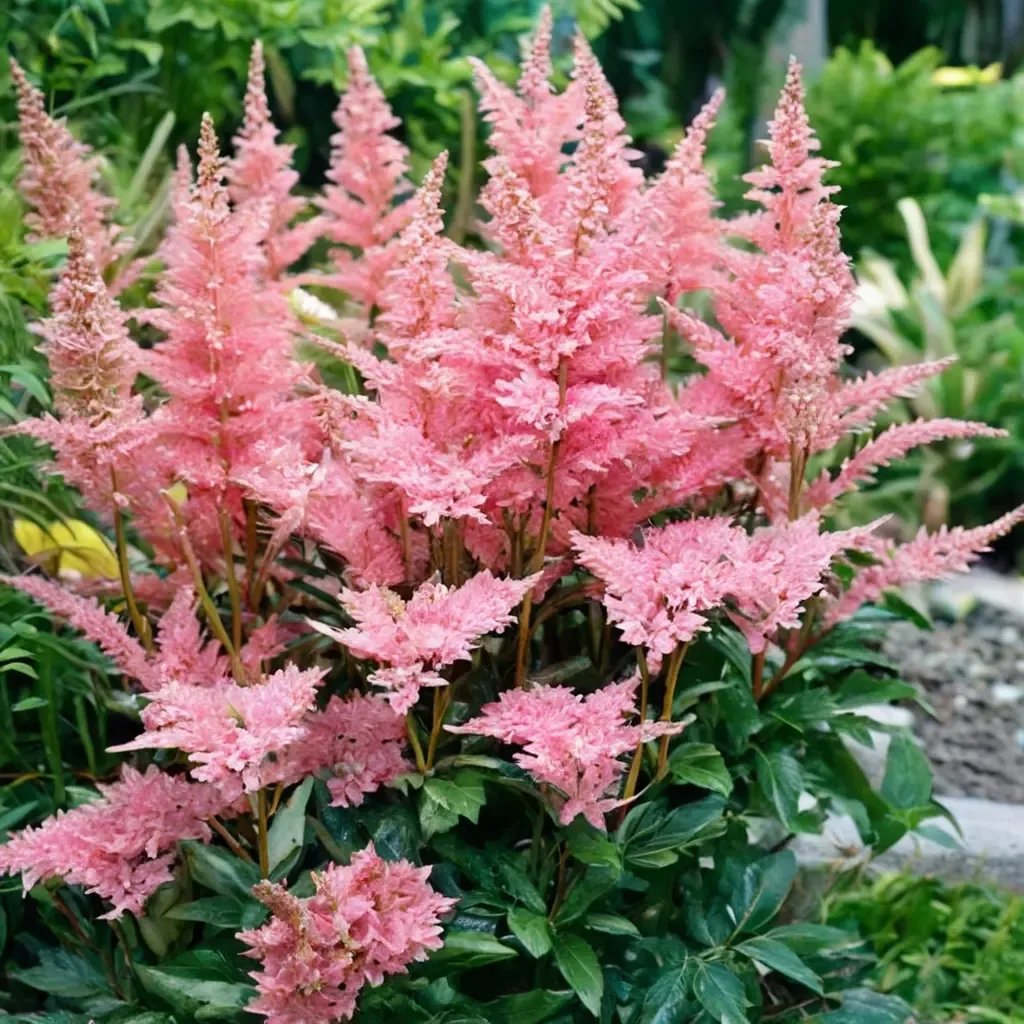 Astilbe astilbe