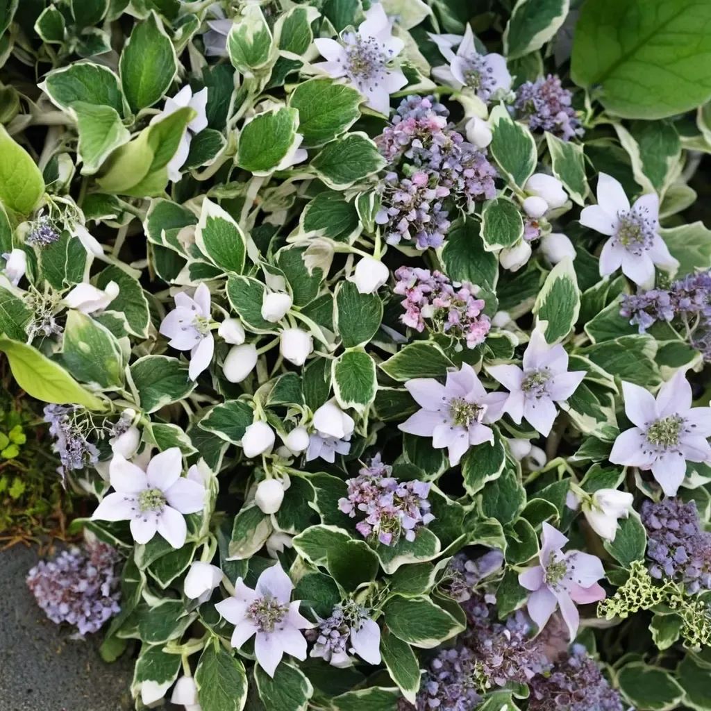 Hydrangea macrophylla 'Maculata'