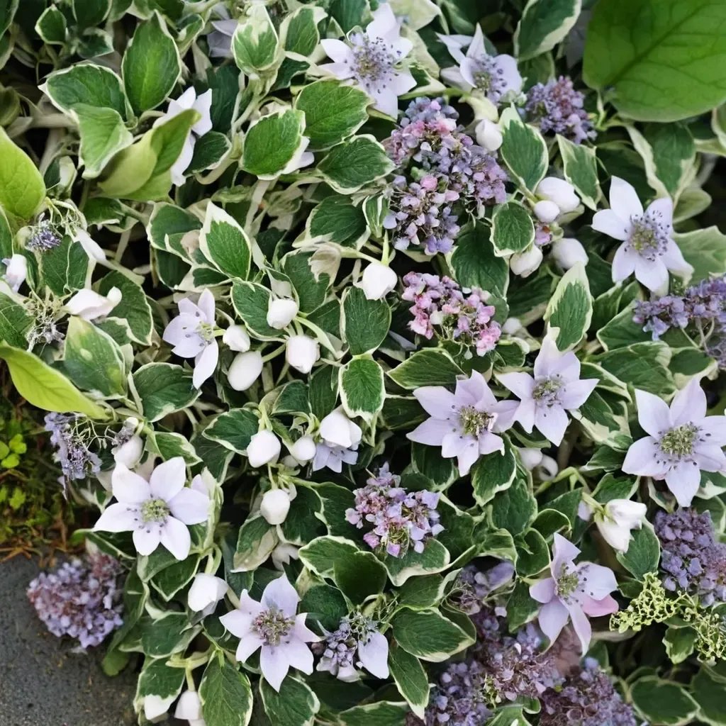 Hydrangea macrophylla 'Maculata'