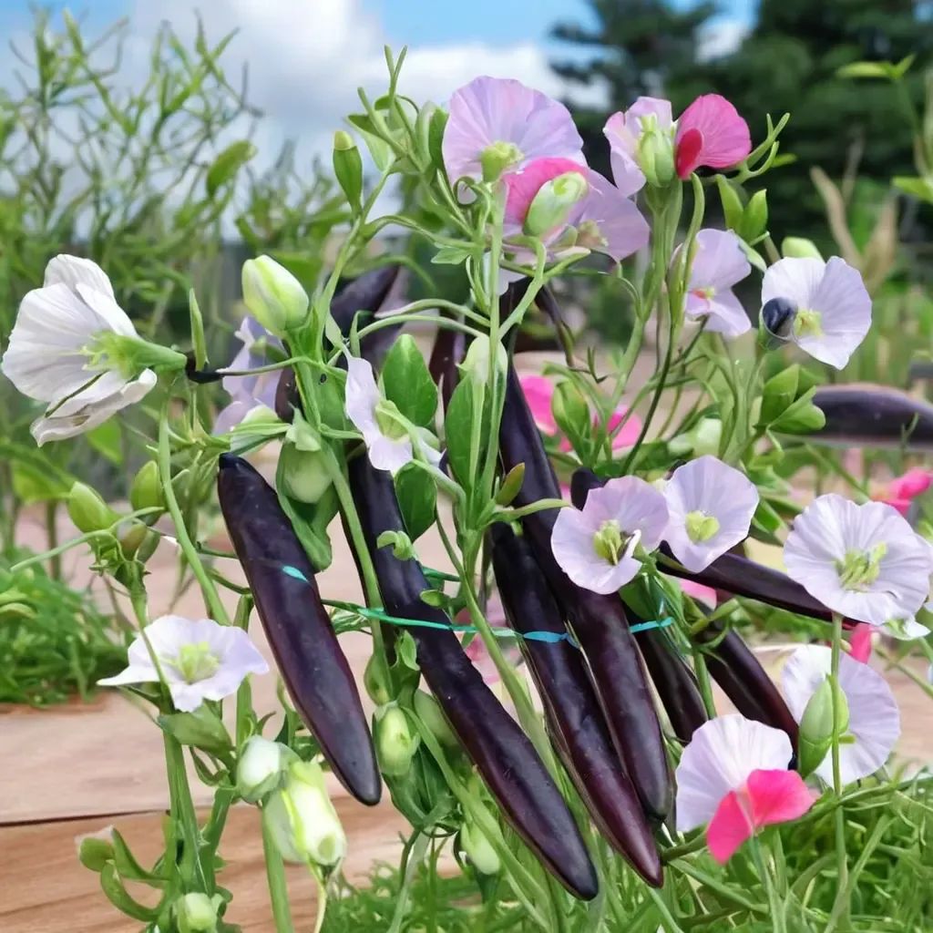 Lathyrus odoratus 'Sugar Magnolia'