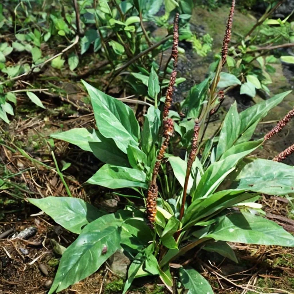 Plantago cordata