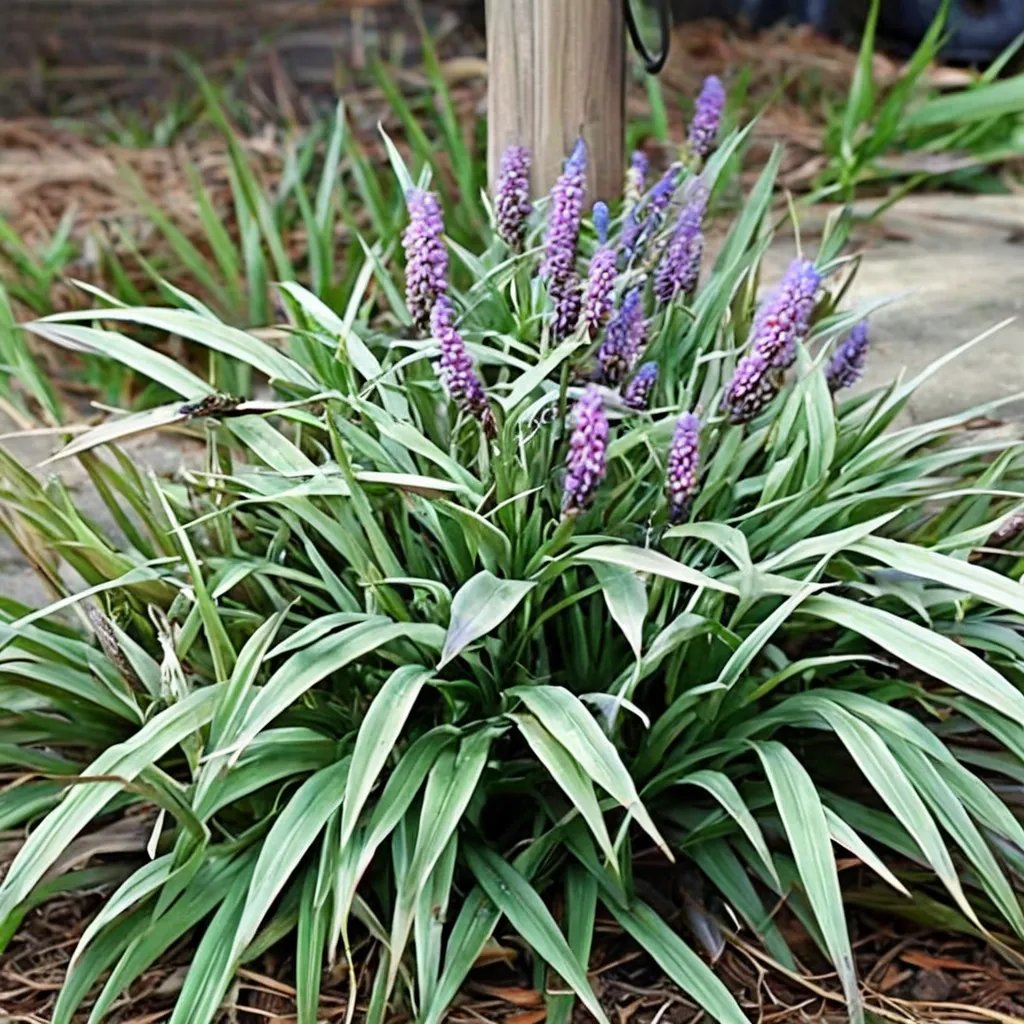 Liriope muscari 'Silver Midget'