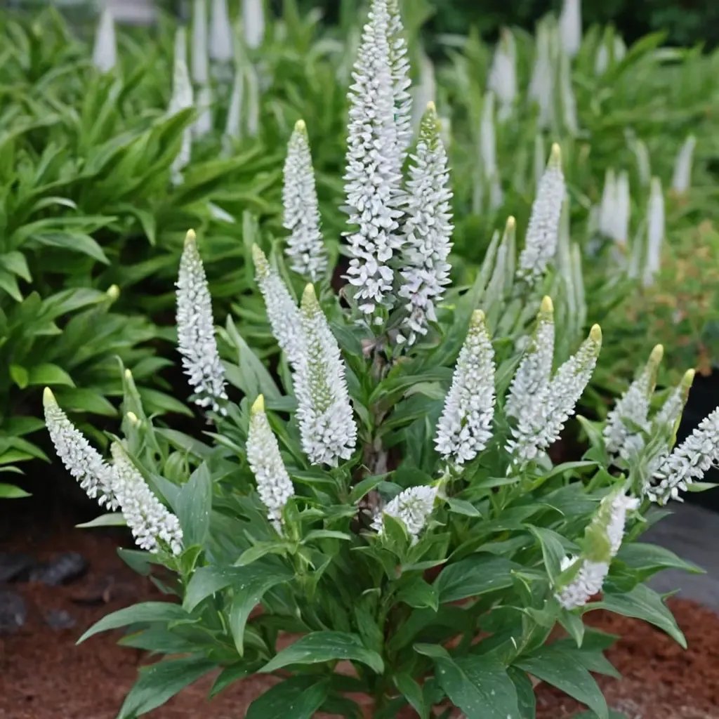Veronica spicata 'Snow Candles'