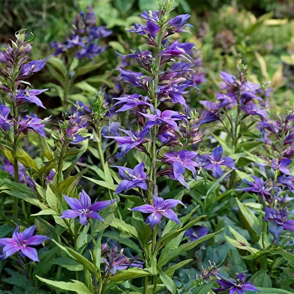 Lobelia x hybrida 'Grape Knee-Hi'