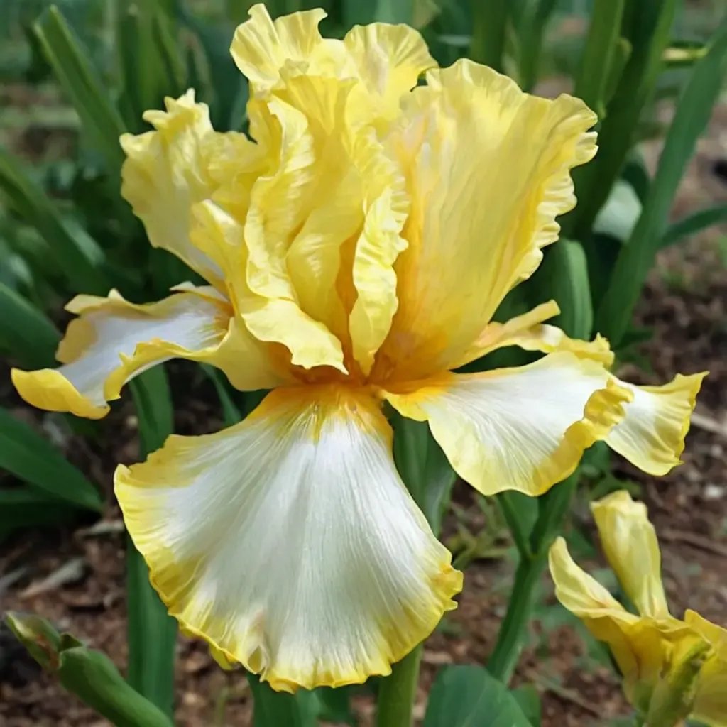 Iris iris 'Fringe of Gold'