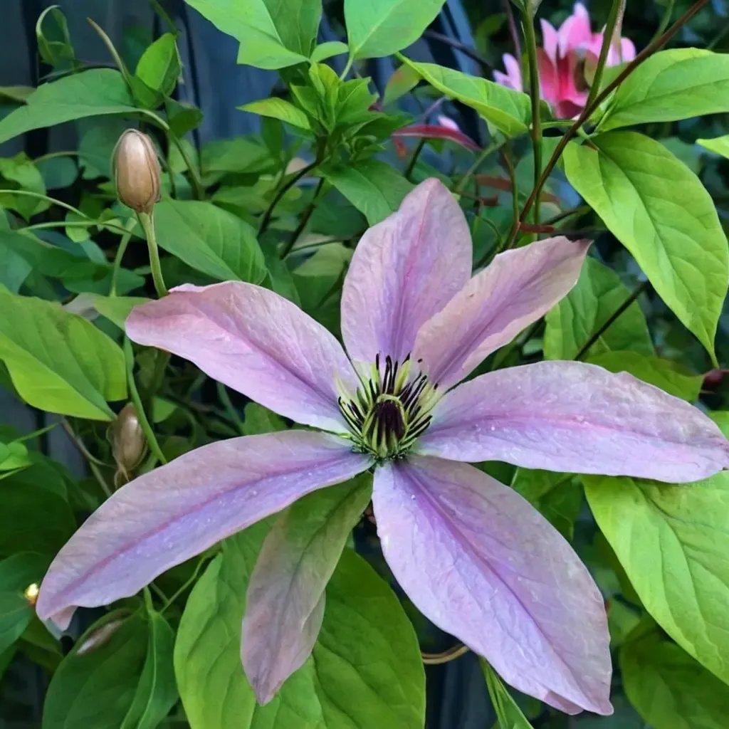 Clematis x jackmanii 'Fairy Dust'