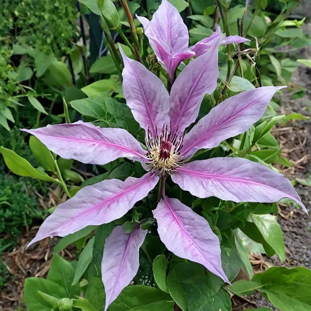 Clematis × hybrida