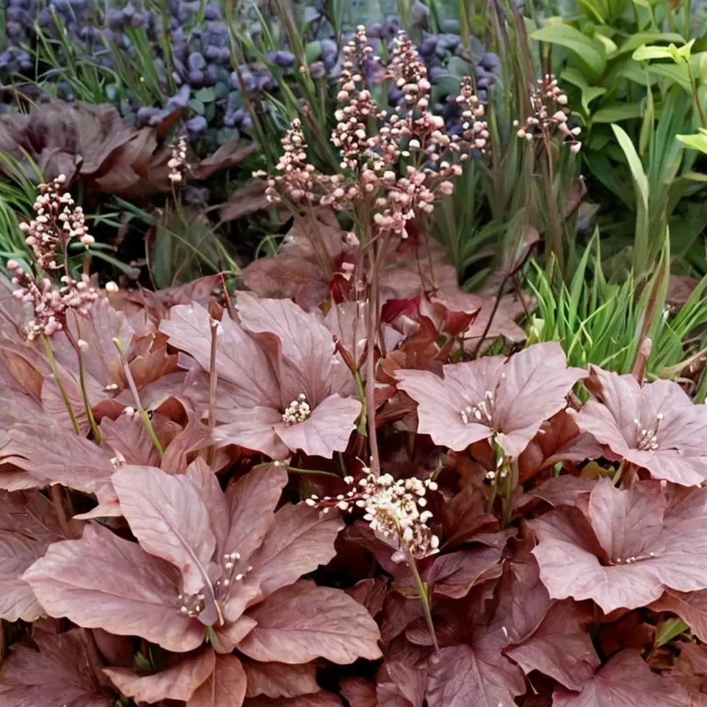 Heuchera burgundy