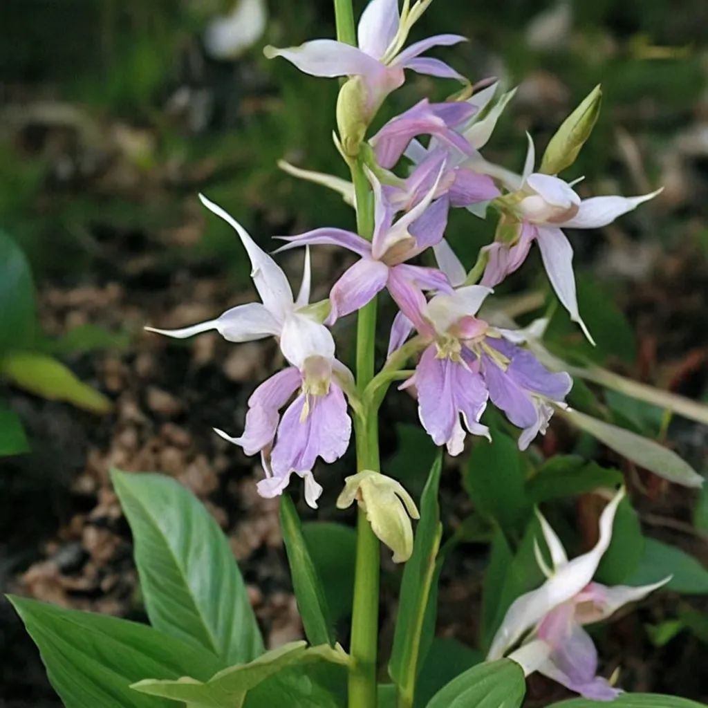Calanthe reflexa