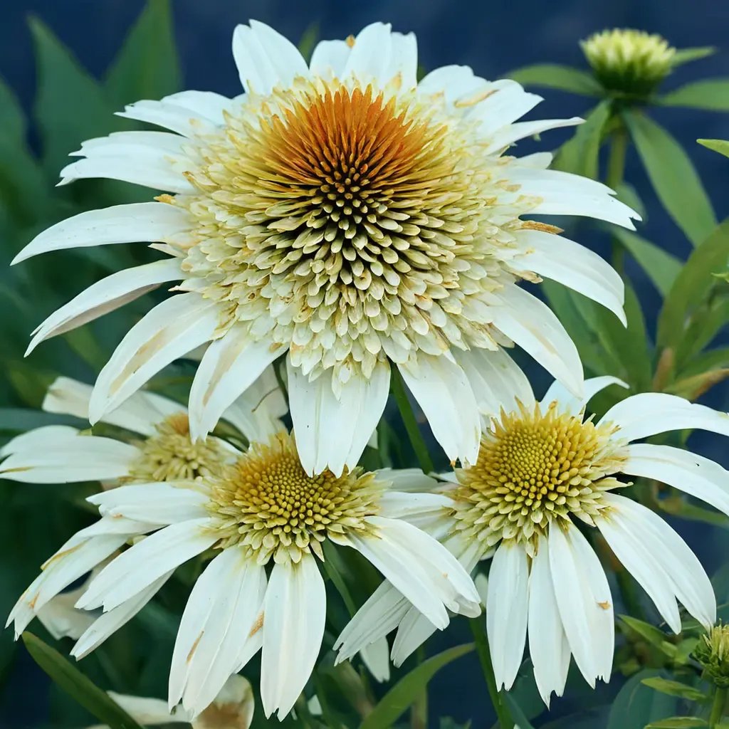 Echinacea purpurea 'Secret Pride'