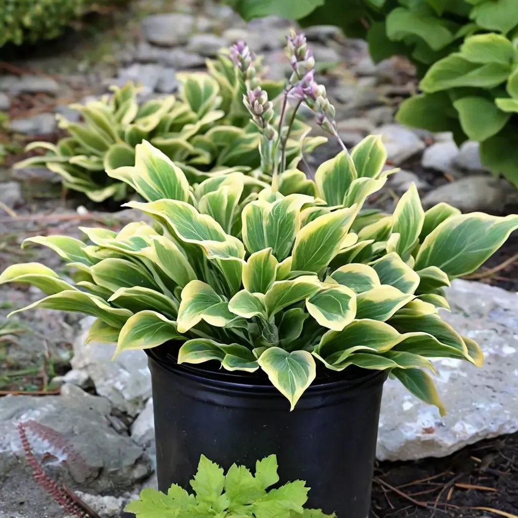 Hosta plantaginea 'First Frost'