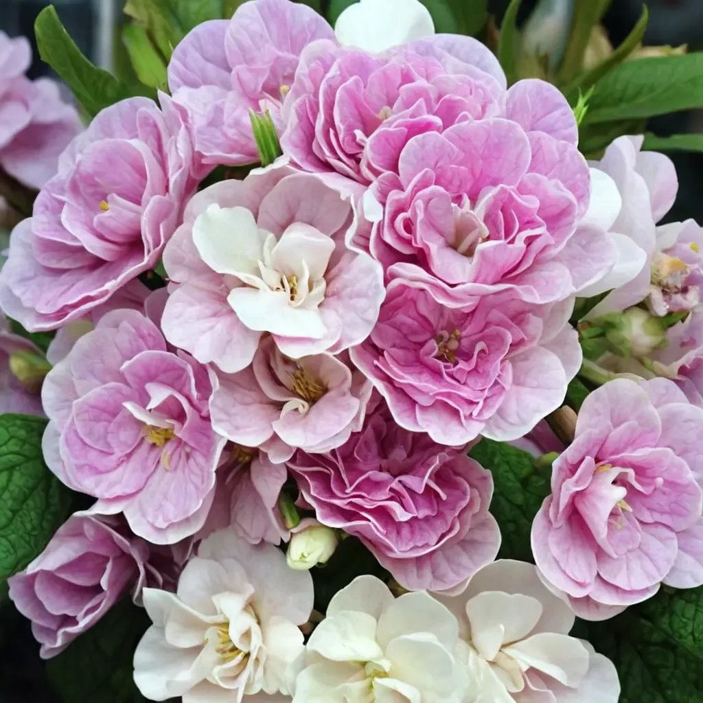 Primula vulgaris 'Belarina Pink Ice'