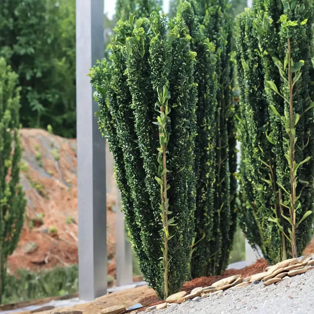 Ilex crenata 'Sky Pencil'