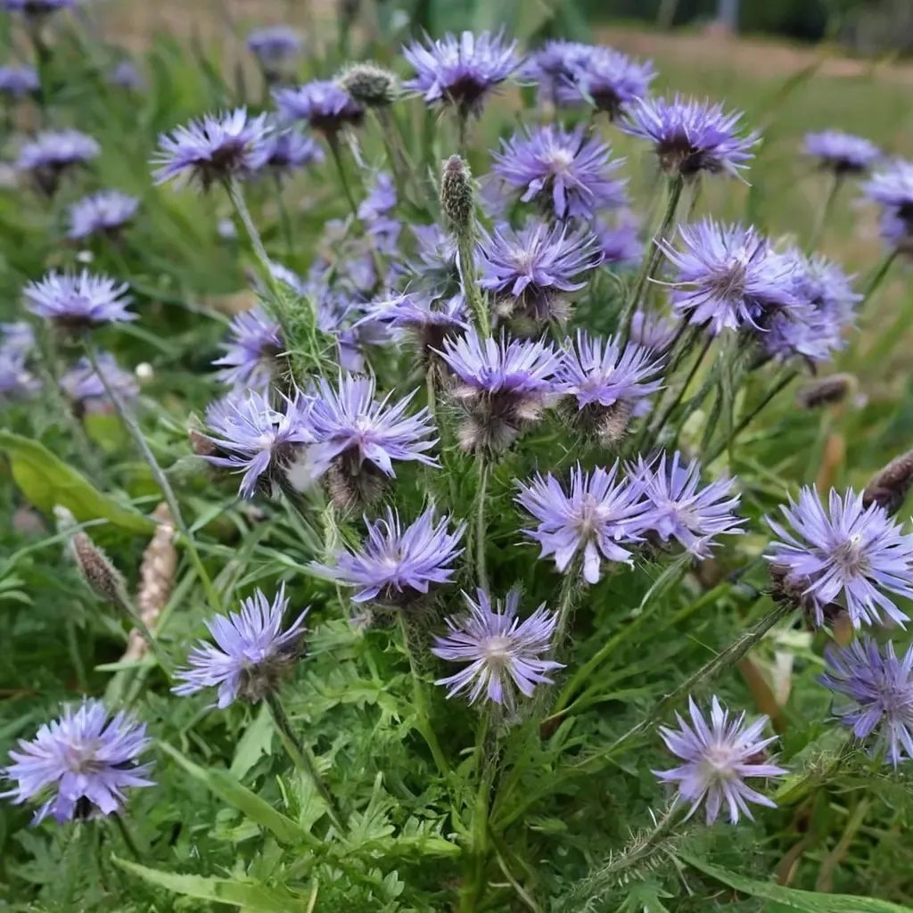 Phacelia tanacetifolia