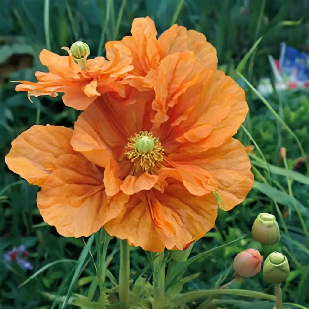Papaver atlanticum 'Flore Pleno'