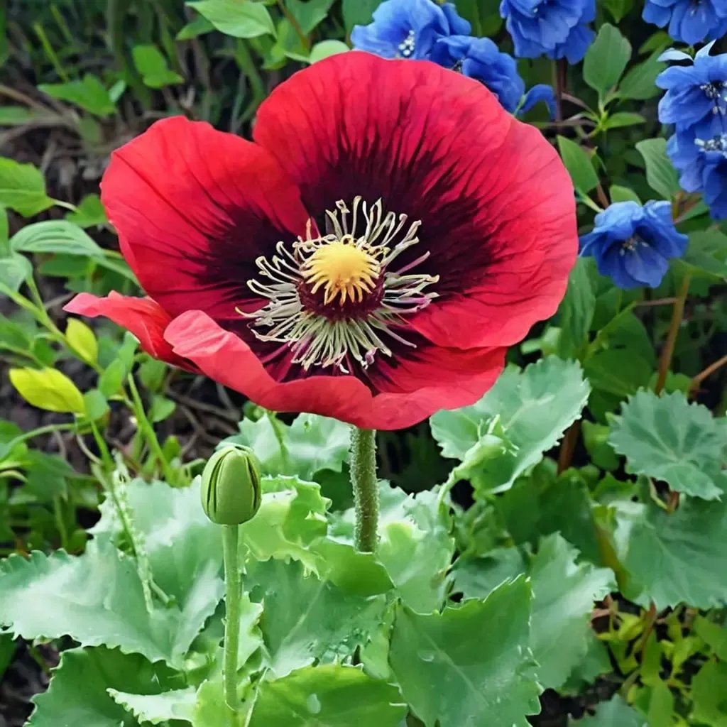 Papaver x hybrida 'Raspberry Breadseed'