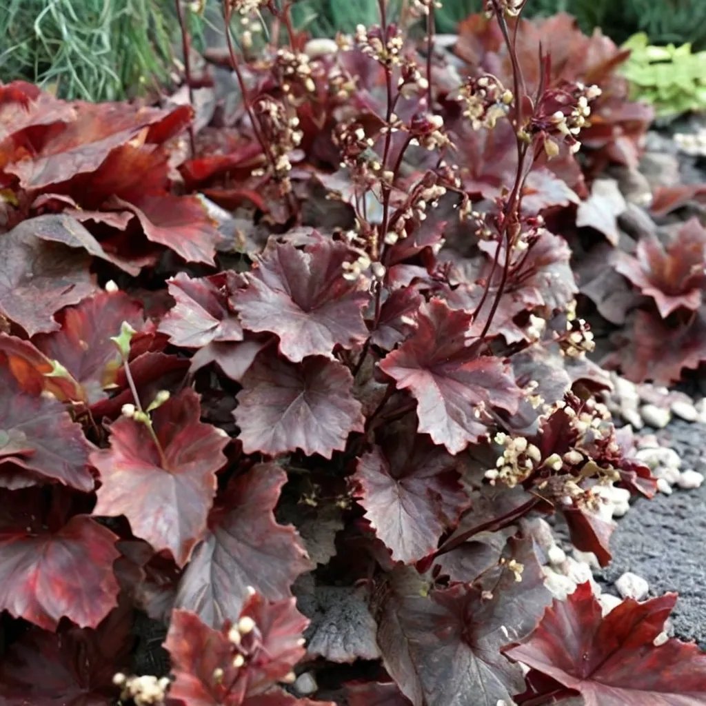 Heuchera x hybrida 'Black Beauty'