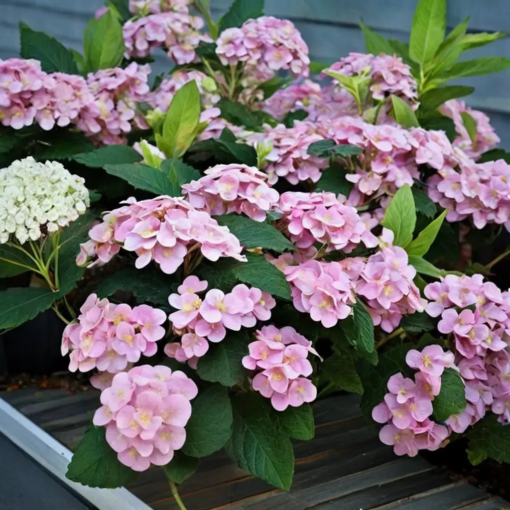 Hydrangea macrophylla 'Love'