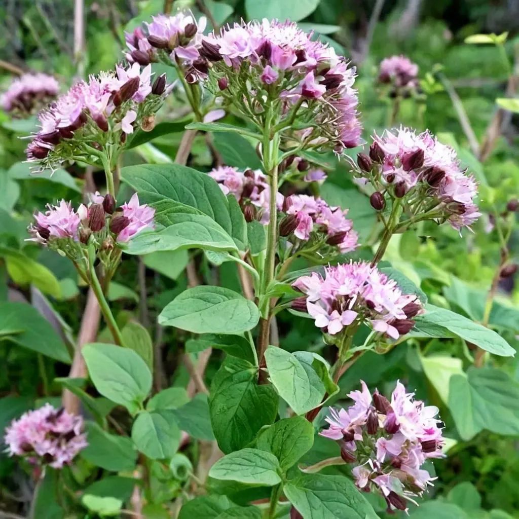 Origanum vulgare