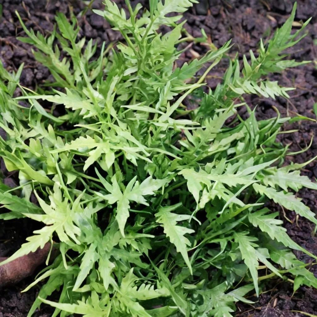 Asplenium x ebenoides