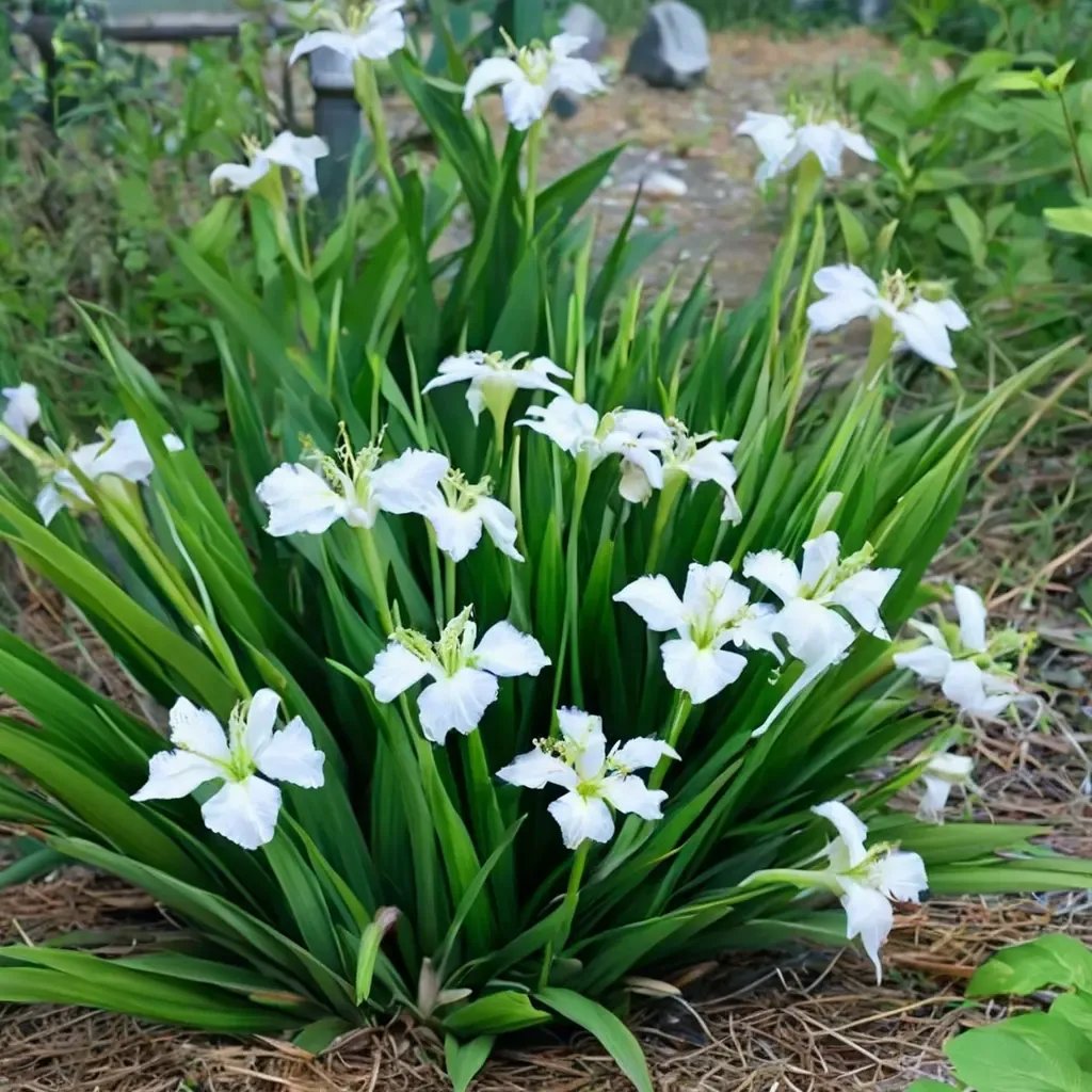 Iris tectorum 'Alba'