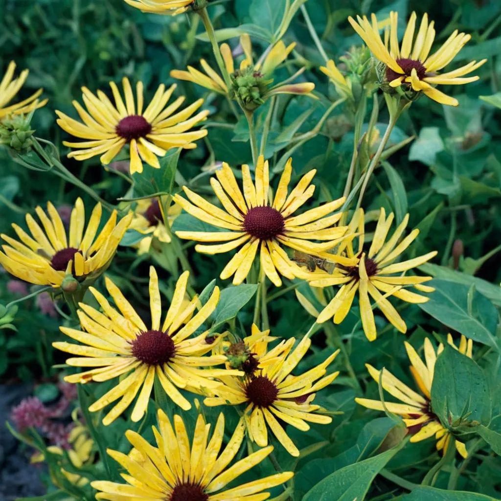 Rudbeckia hirta 'Henry Eilers'