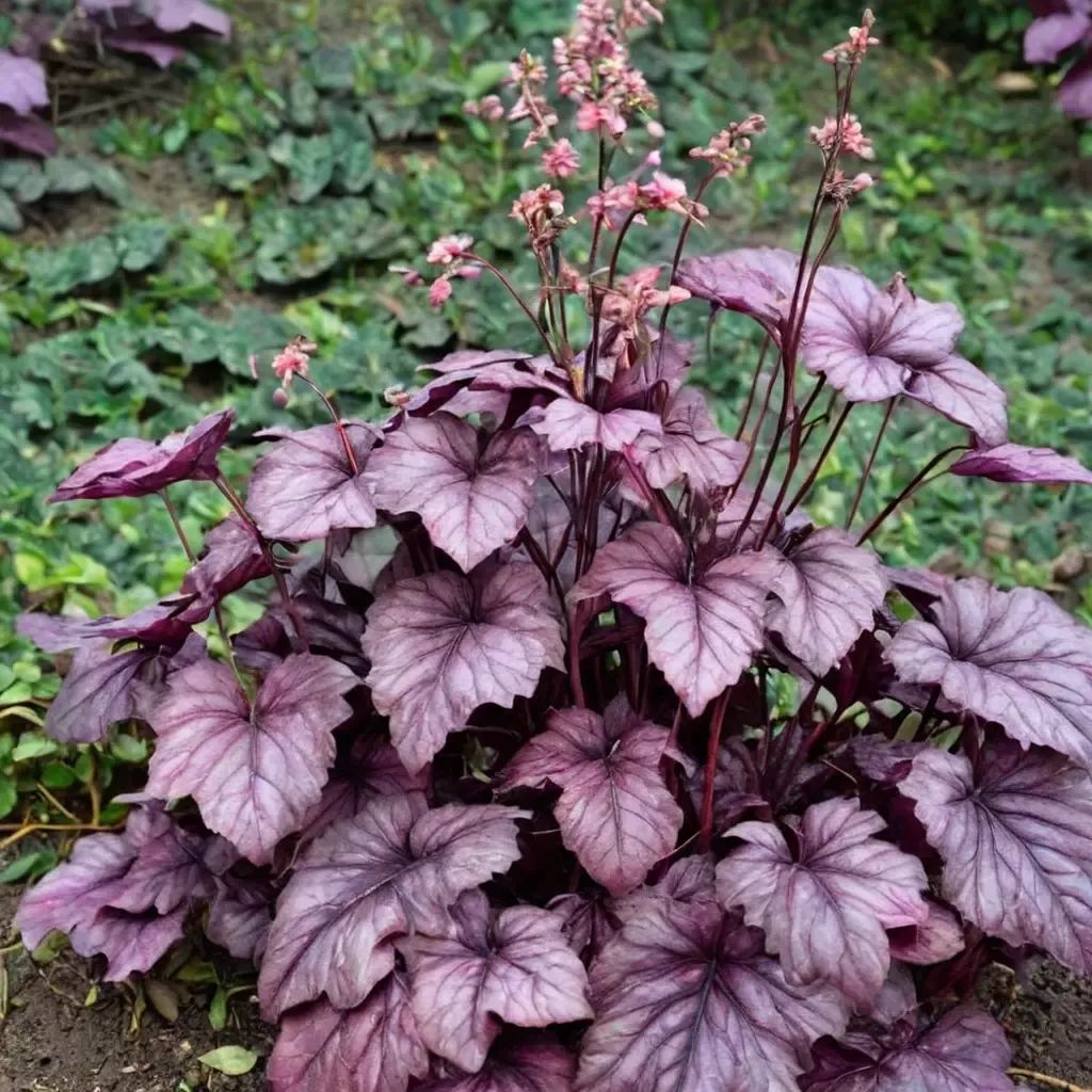 Heuchera x brizoides 'Electric Plum'