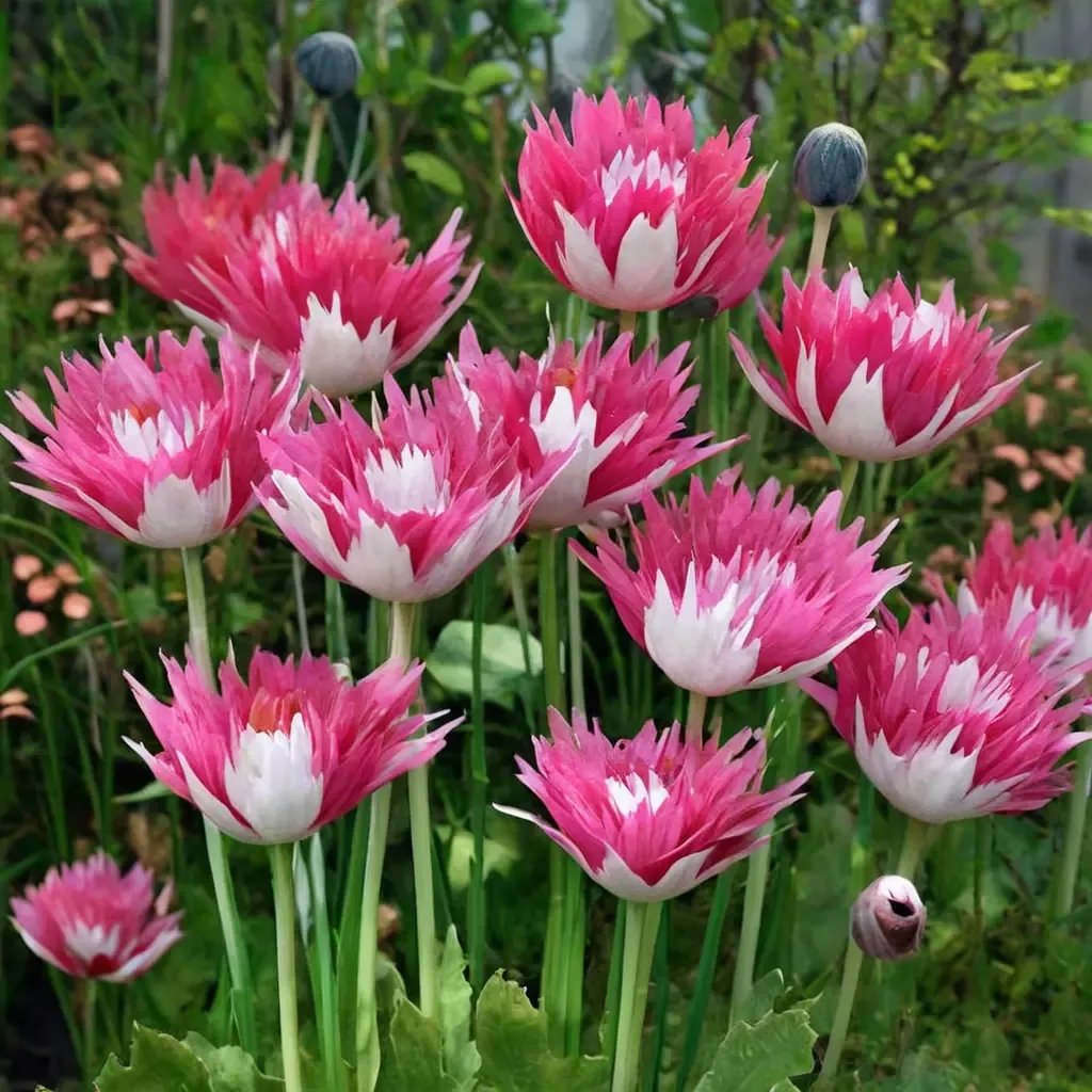 Papaver x hybrida 'Afghan Pink and White'