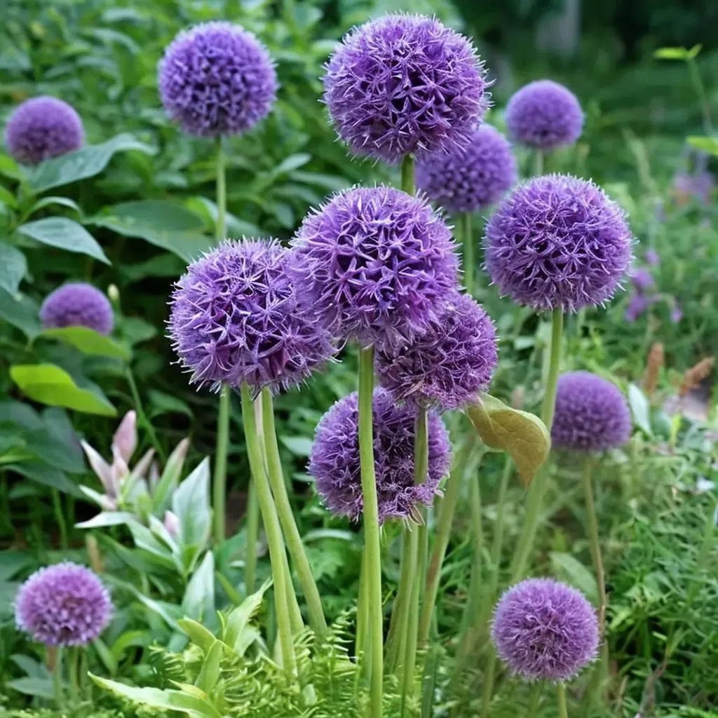 Allium x giganteum