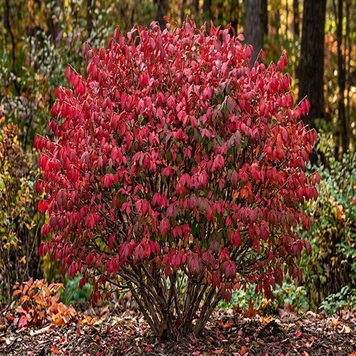 Euonymus alatus 'Rudy Haag Dwarf'