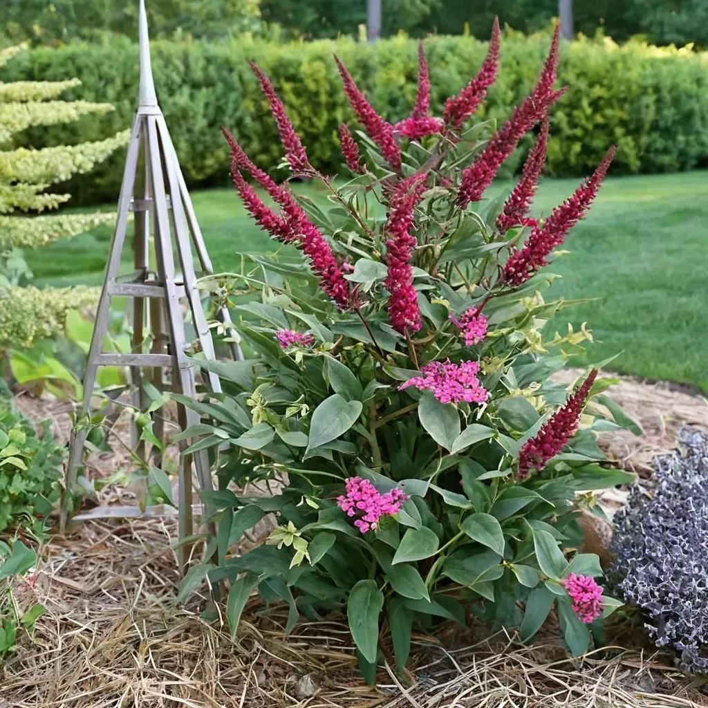 Buddleia davidii 'Miss Molly'