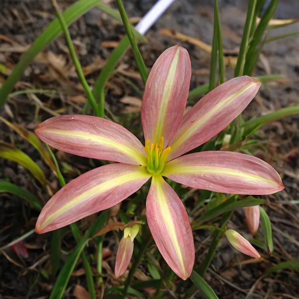Rain Lily
