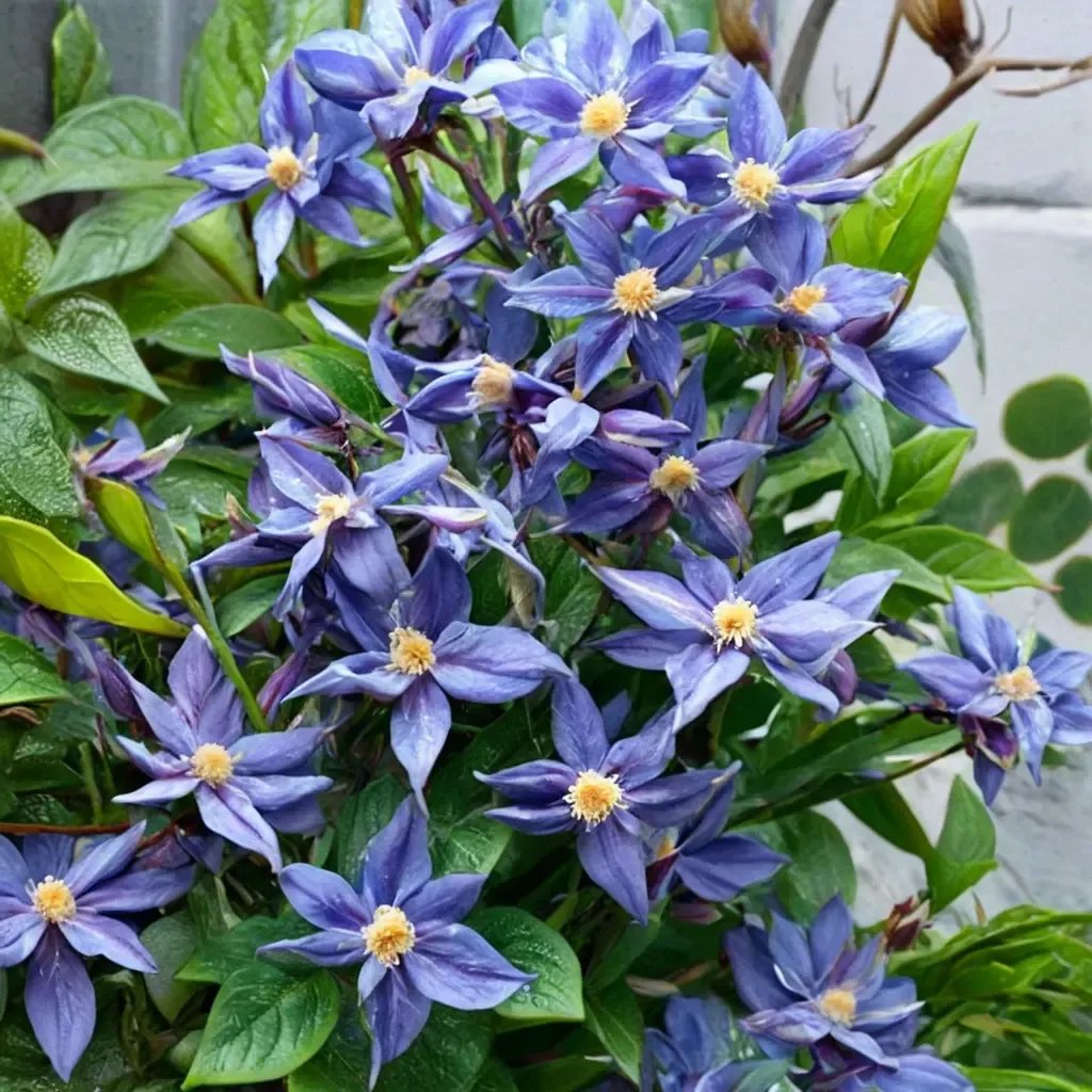Clematis x durandii 'Ilka'