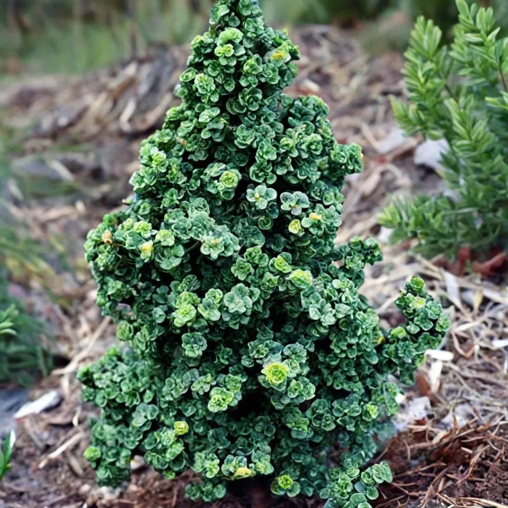 Ilex crenata 'Dwarf Pagoda'