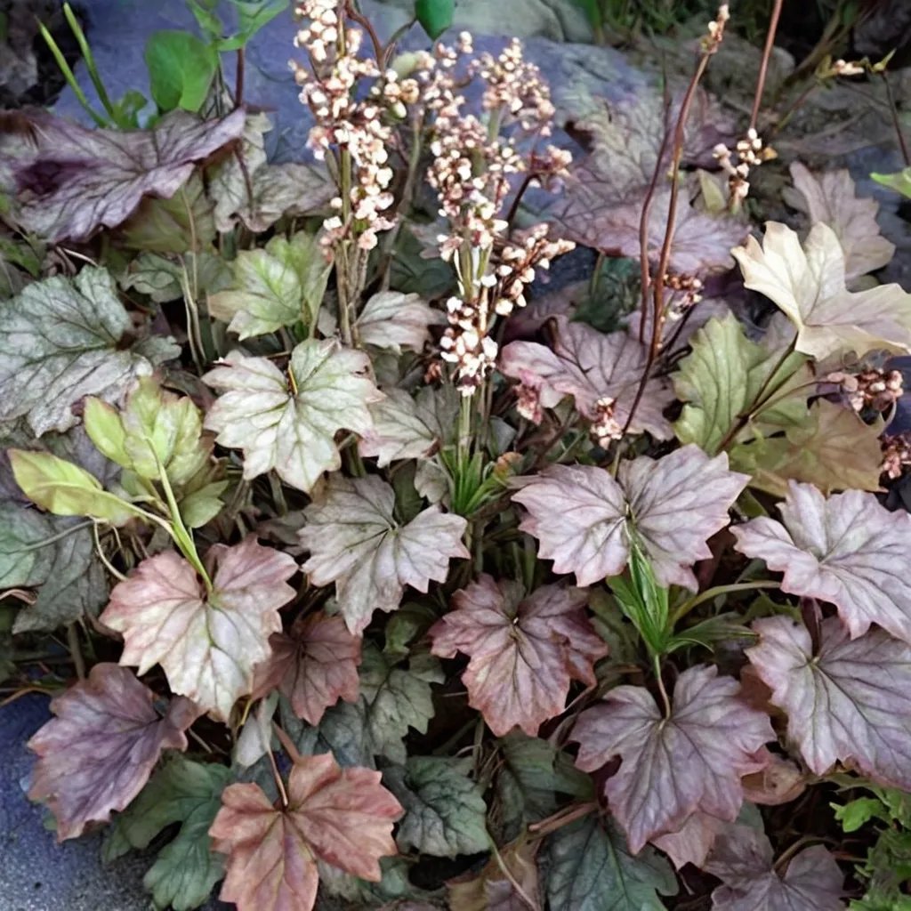 Heuchera americana 'Bartram'