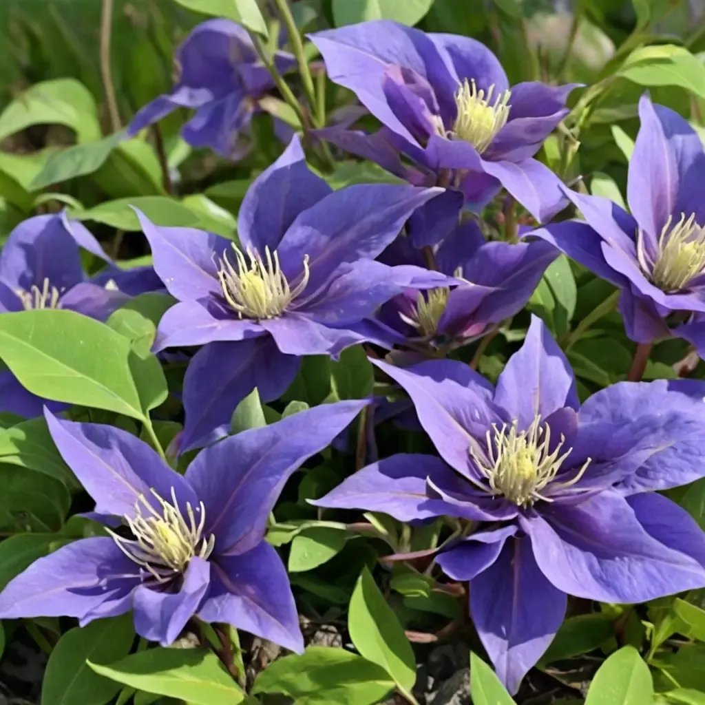 Clematis viticella 'Olympia'