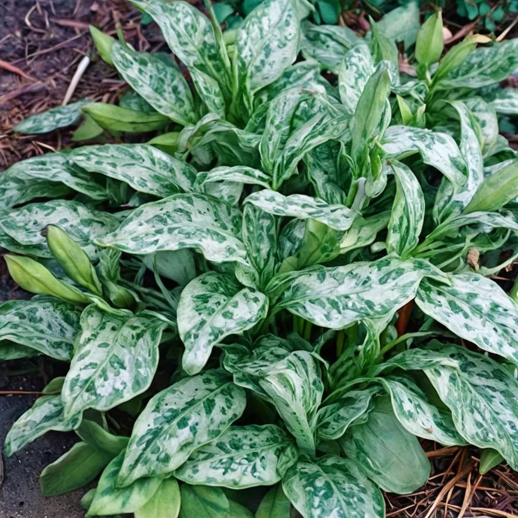 Arum italicum 'Silver Cloud'