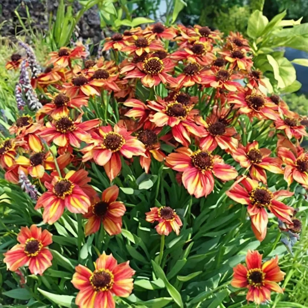 Helenium autumnale 'Rubinzwerg'