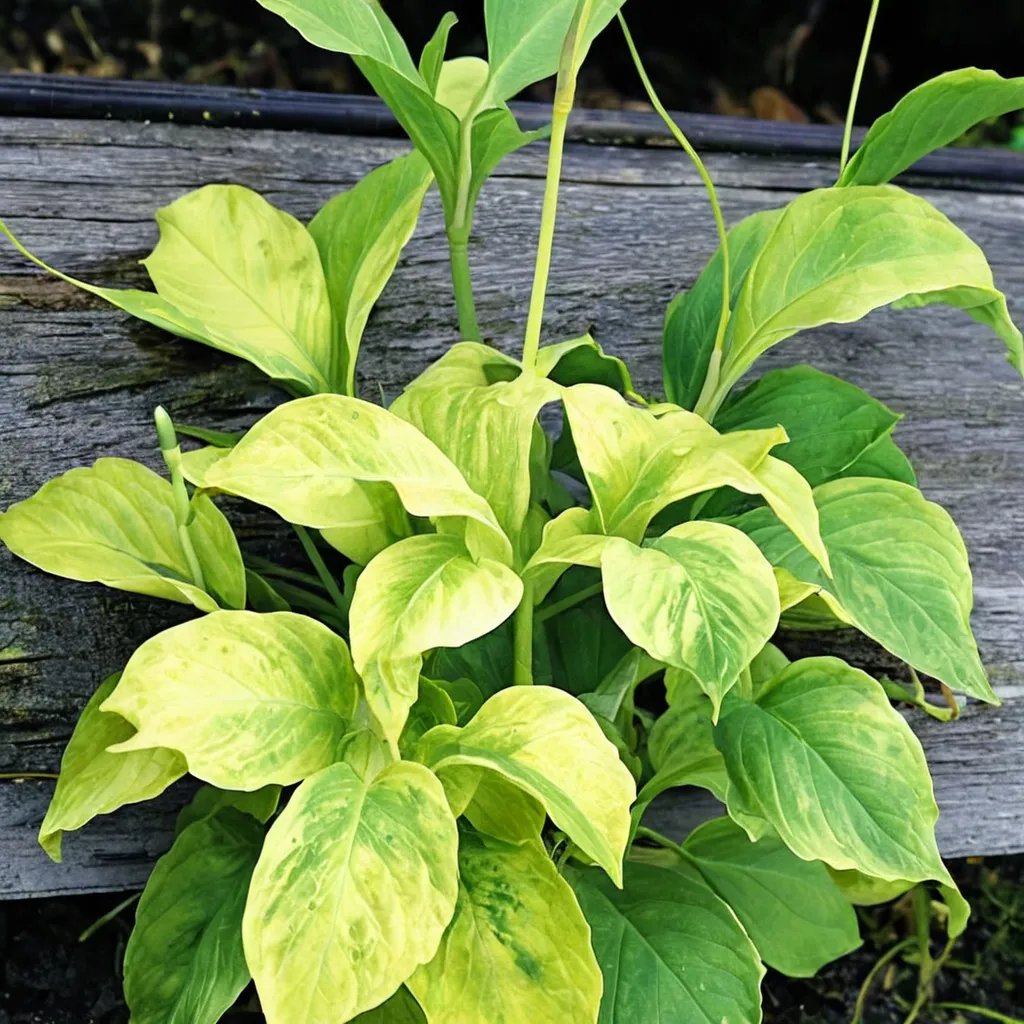 Pinellia tripartita 'Dragon Tails'
