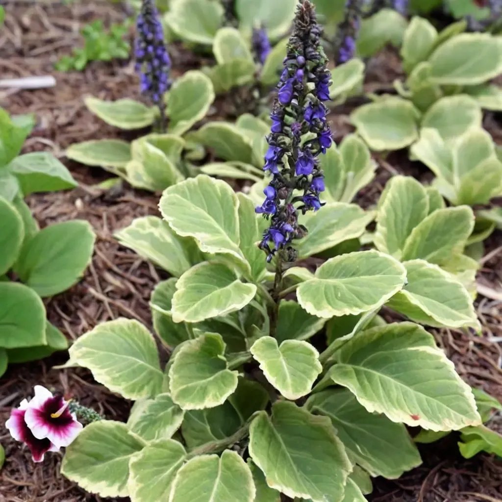 Plectranthus barbatus 'grandis'