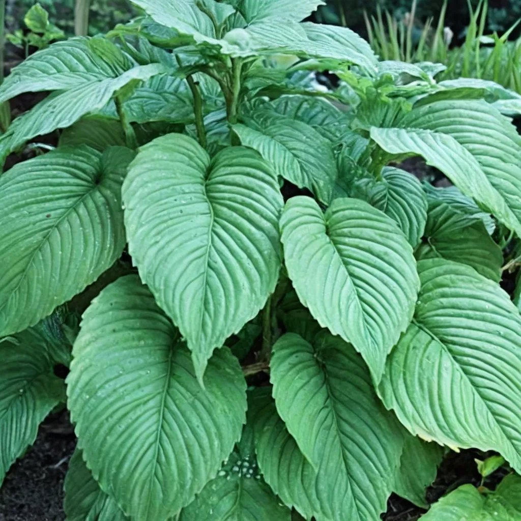 Hosta x hybrida 'Niagara Falls'