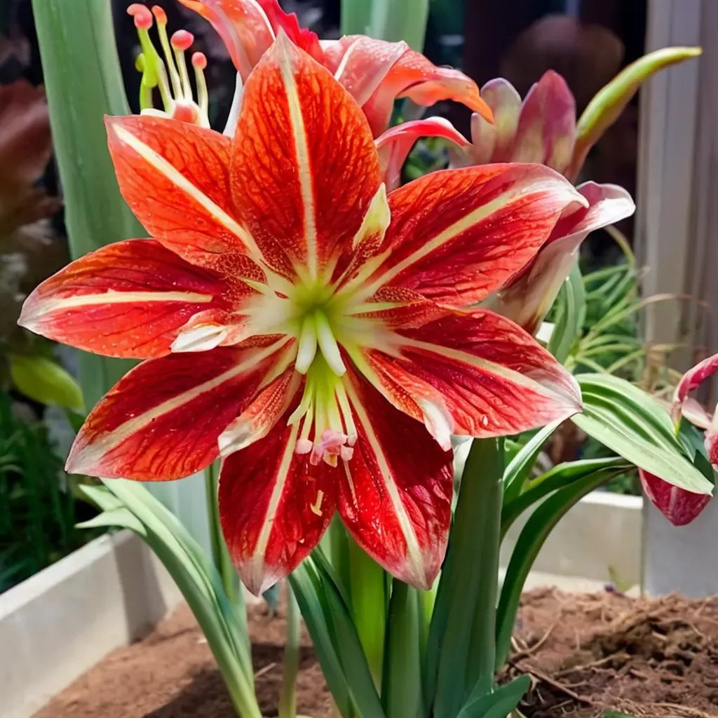 Hippeastrum x flamboyant