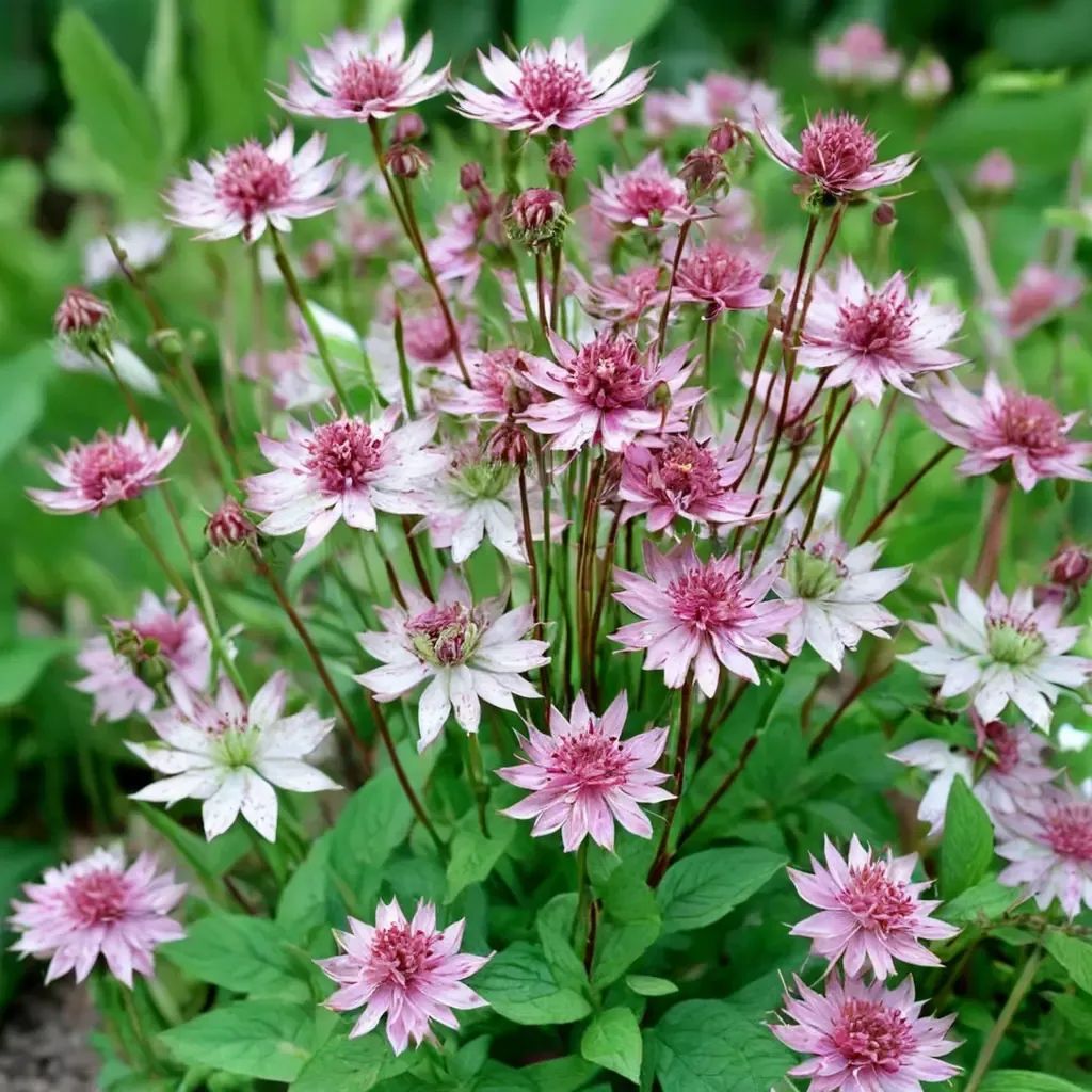 Astrantia major